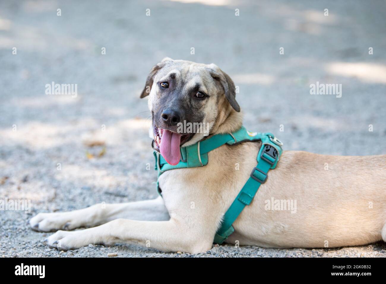 A six-month-old mixed breed puppy stops to catch her breath from playing at the dog park in Arlington, Virginia. Stock Photo