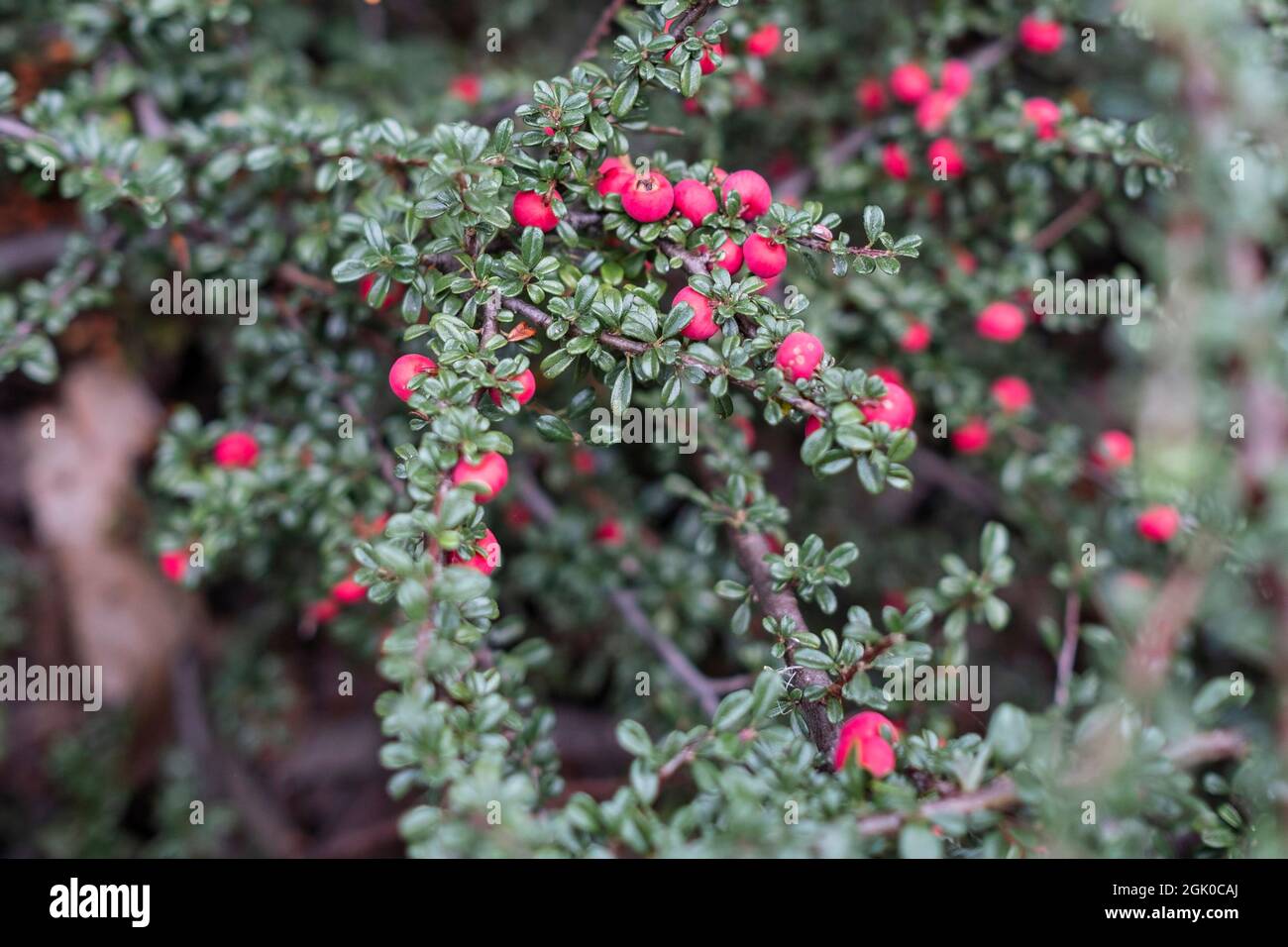 Flower of Cotoneaster horizontalis, of the family Rosaceae Stock Photo ...