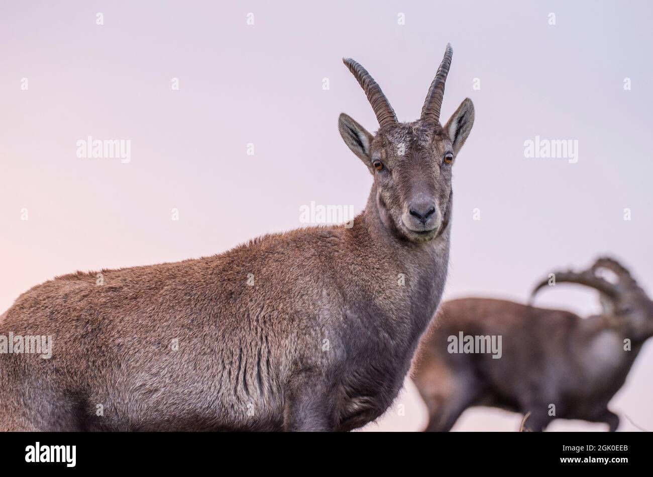 Alpine ibex (Capra ibex), female and male in background Stock Photo