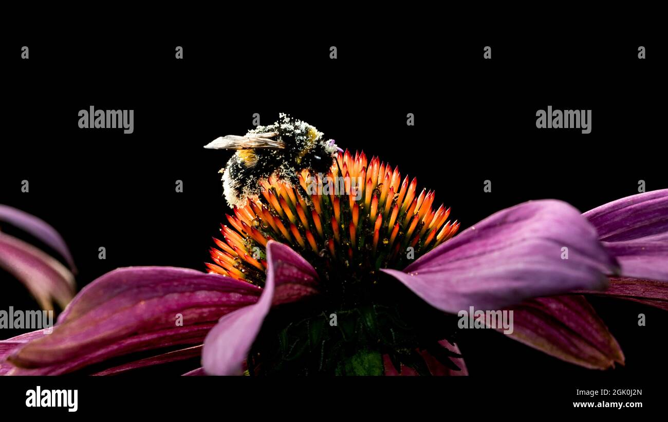a bumblebee covered with pollen on a bright orange-purple coneflower with backlight. Blurred black background Stock Photo