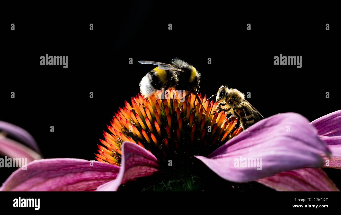 a bumblebee and a bee face to face on a bright orange-purple coneflower with backlight. black background Stock Photo
