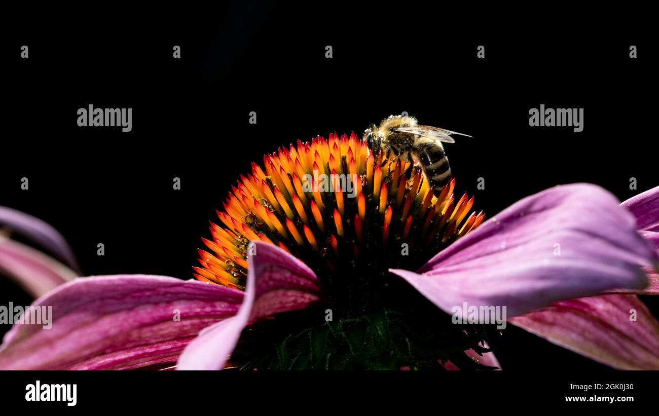 a bee on a bright orange-purple coneflower with backlight. Blurred black background Stock Photo