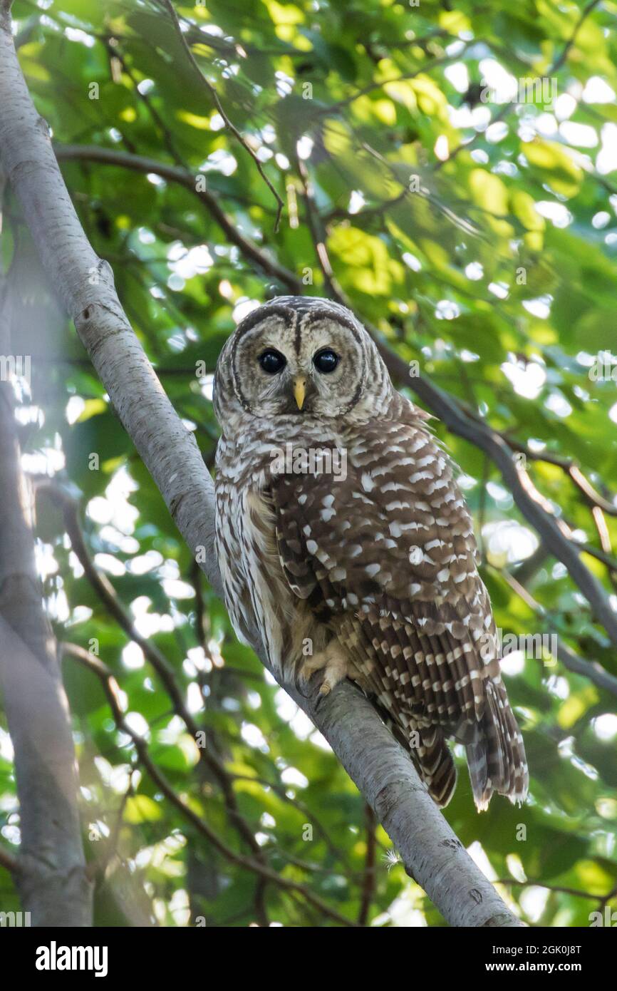 Strix Vari barred owl (Strix varia) in summer Stock Photo - Alamy