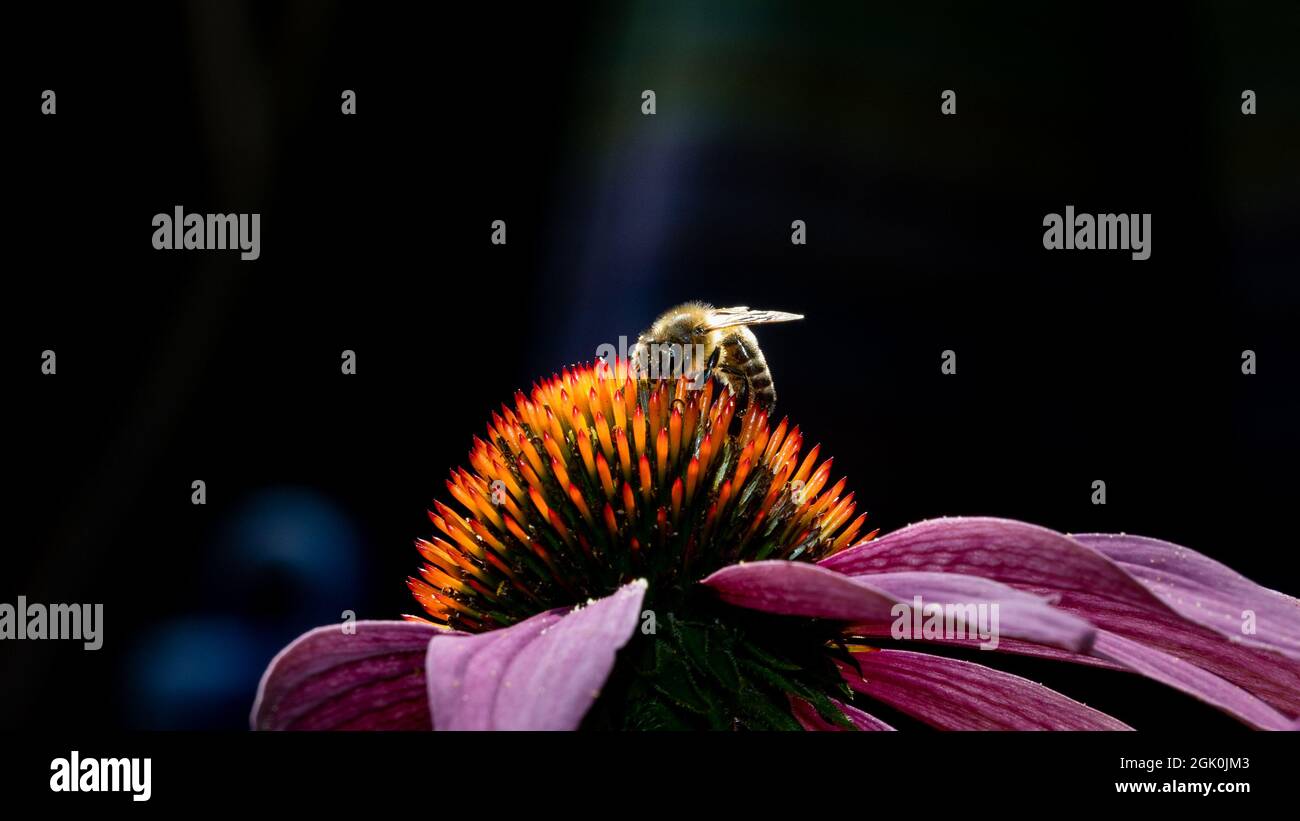 a bee on a bright orange-purple coneflower with backlight. Blurred black background Stock Photo