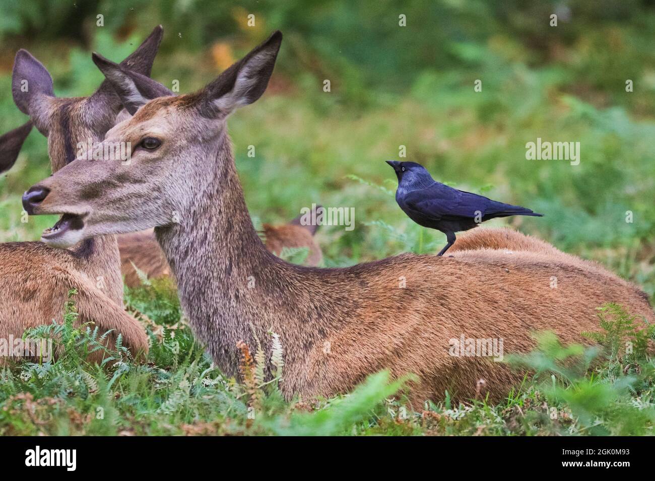 Richmond Park, London, UK. 12th Sep, 2021. A cheeky crow picks insects off a red deer (cervus elaphus) hind´s fur, which the deer seems to happily tolerate. Red and fallow deer stags and bucks will soon start their autumn rutting season in which competing males show off and establish their dominance. Credit: Imageplotter/Alamy Live News Stock Photo