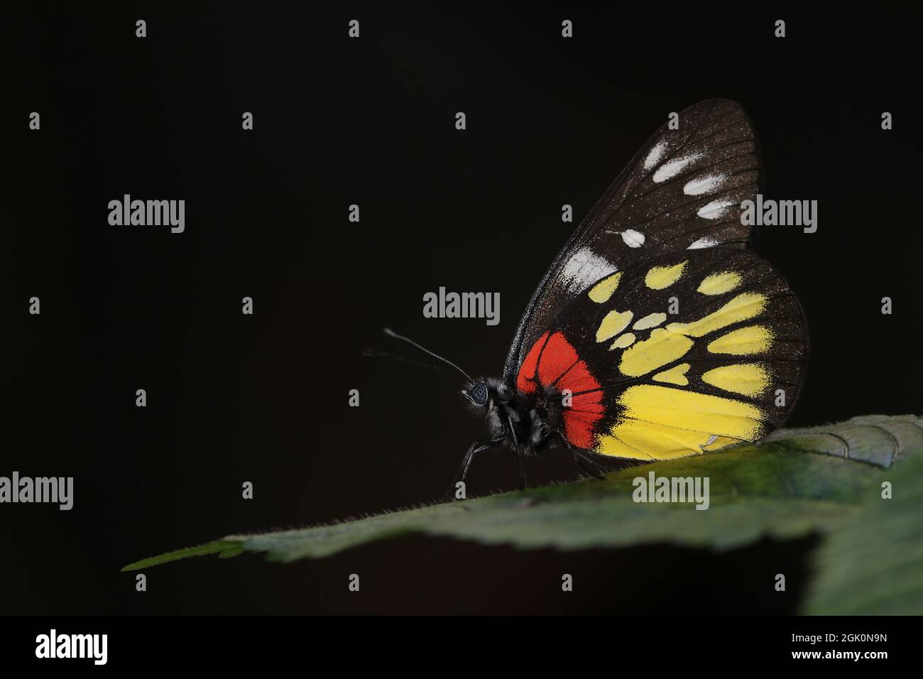 Red base jezebel (Delias pasithoe) in a shady place. Stock Photo