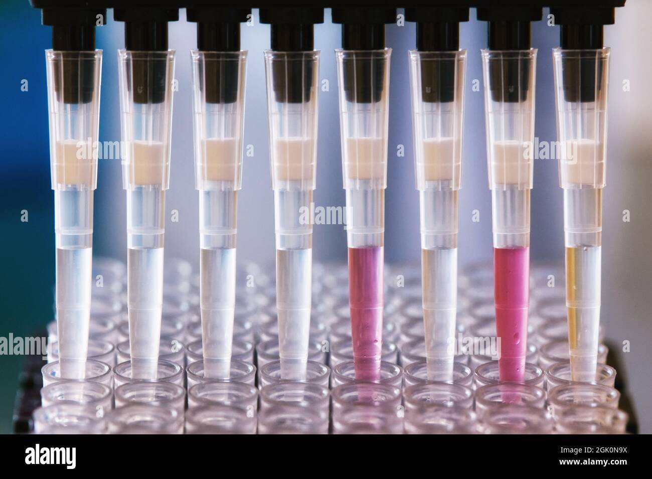 Automated liquid handler transfers covid samples to biobank plate Stock Photo