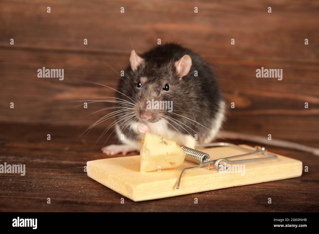 Cute rat and mousetrap with cheese on wooden background Stock