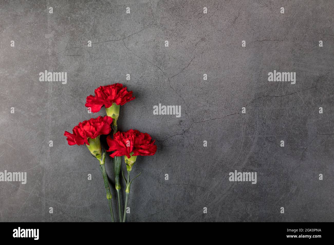 Three carnation flowers on a dark background. Flat lay. Copy space. Stock Photo