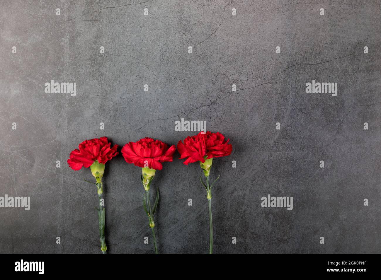 Three carnation flowers on a dark background. Flat lay. Copy space. Stock Photo