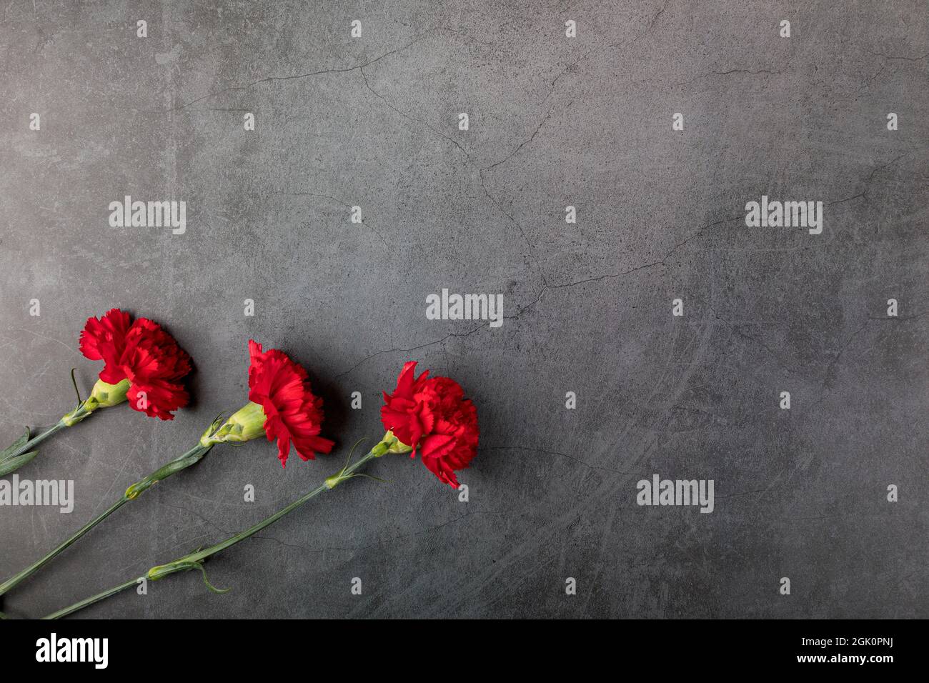Three carnation flowers on a dark background. Flat lay. Copy space. Stock Photo