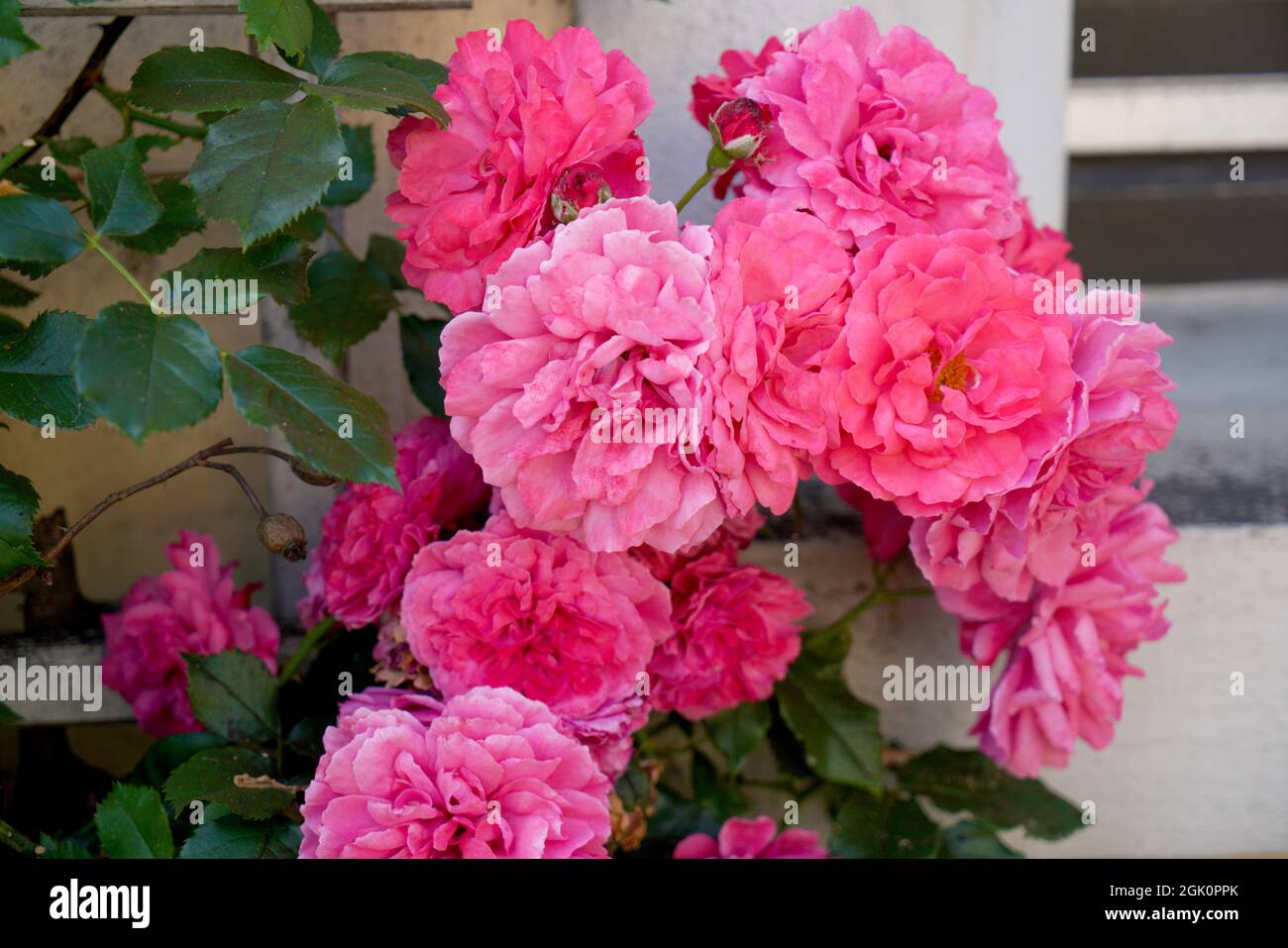 A closeup shot of pink garden roses growing in a courtyard of a house ...