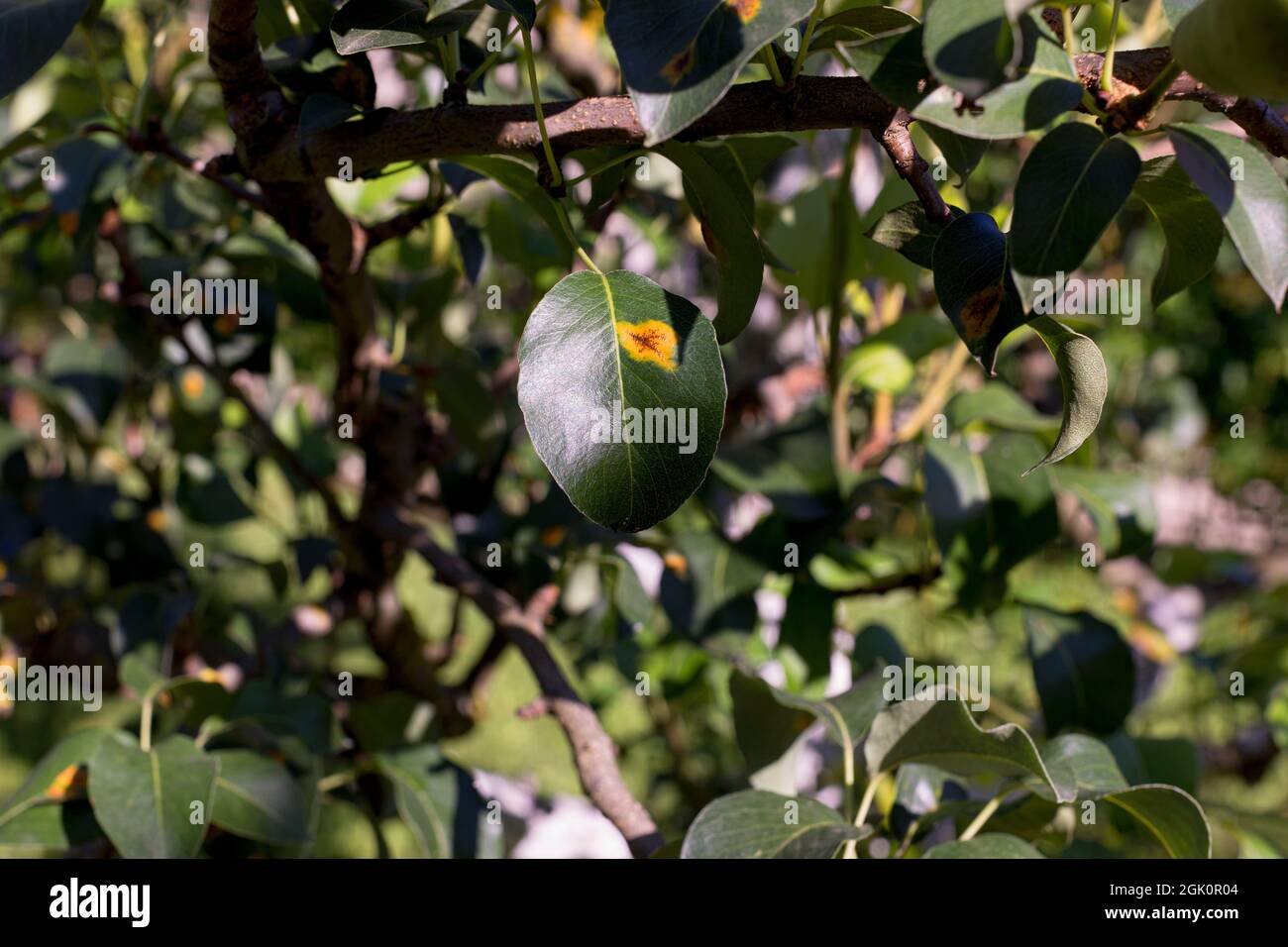 Rust infected pear leaves. Fungal disease Gymnosporangium sabinae. Plant disease detail. Stock Photo