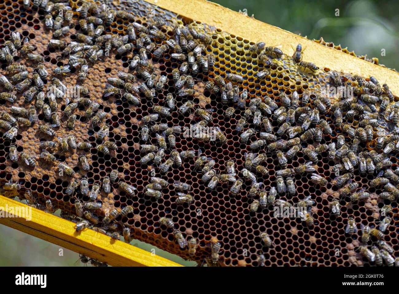 Industrial beehive hi-res stock photography and images - Alamy