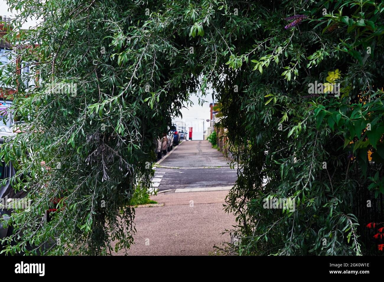 A pendulous willow leaved pear tree (pyrus salicifolia - pendula) forms a tunnel on the pavement Stock Photo