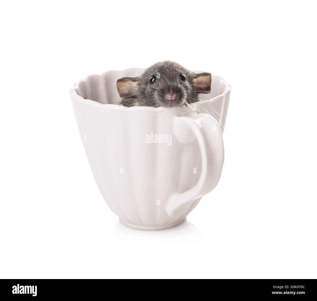 Cute funny rat in cup on white background Stock Photo