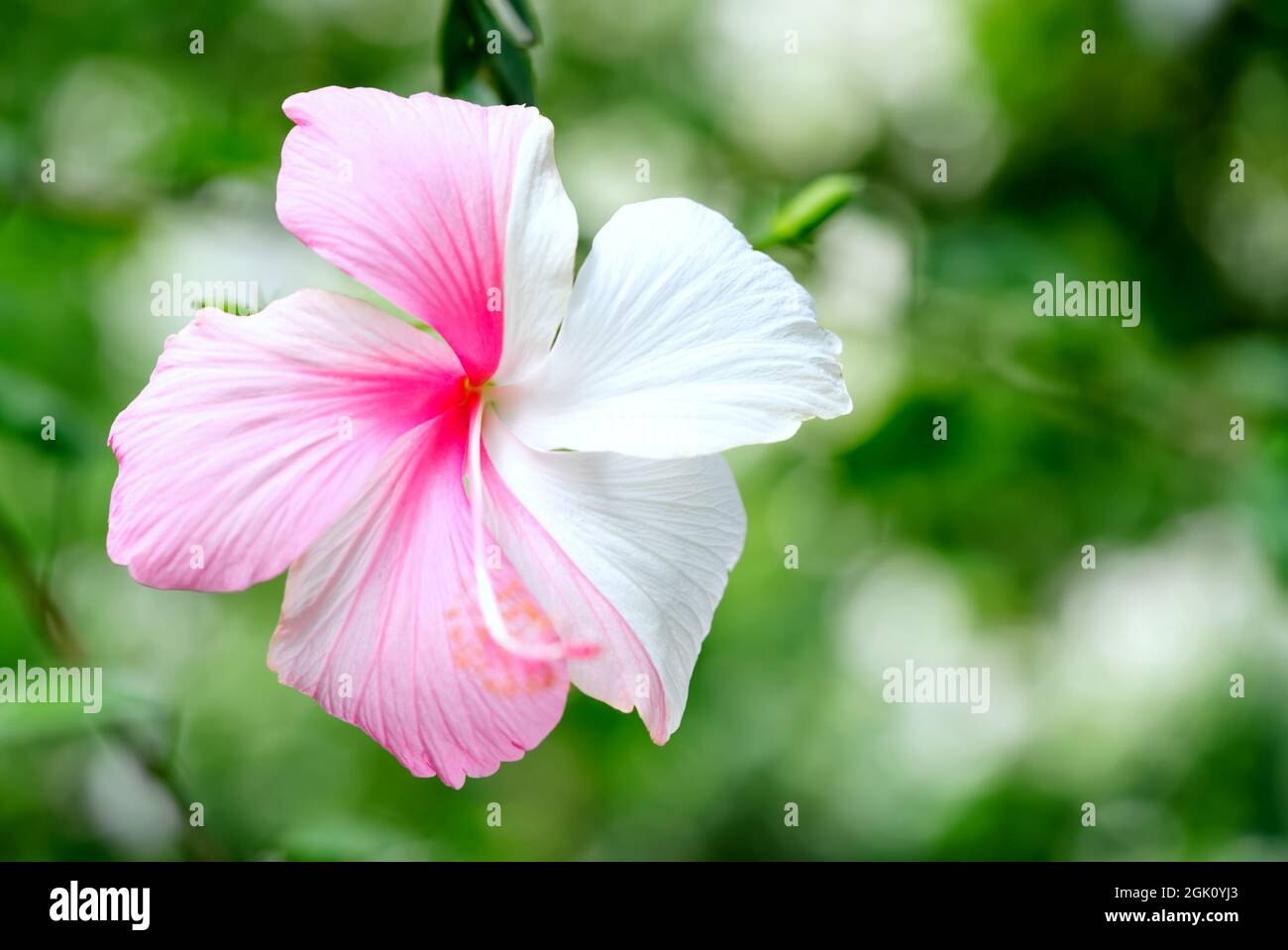 pink and white hibiscus sinensis flower. Stock Photo