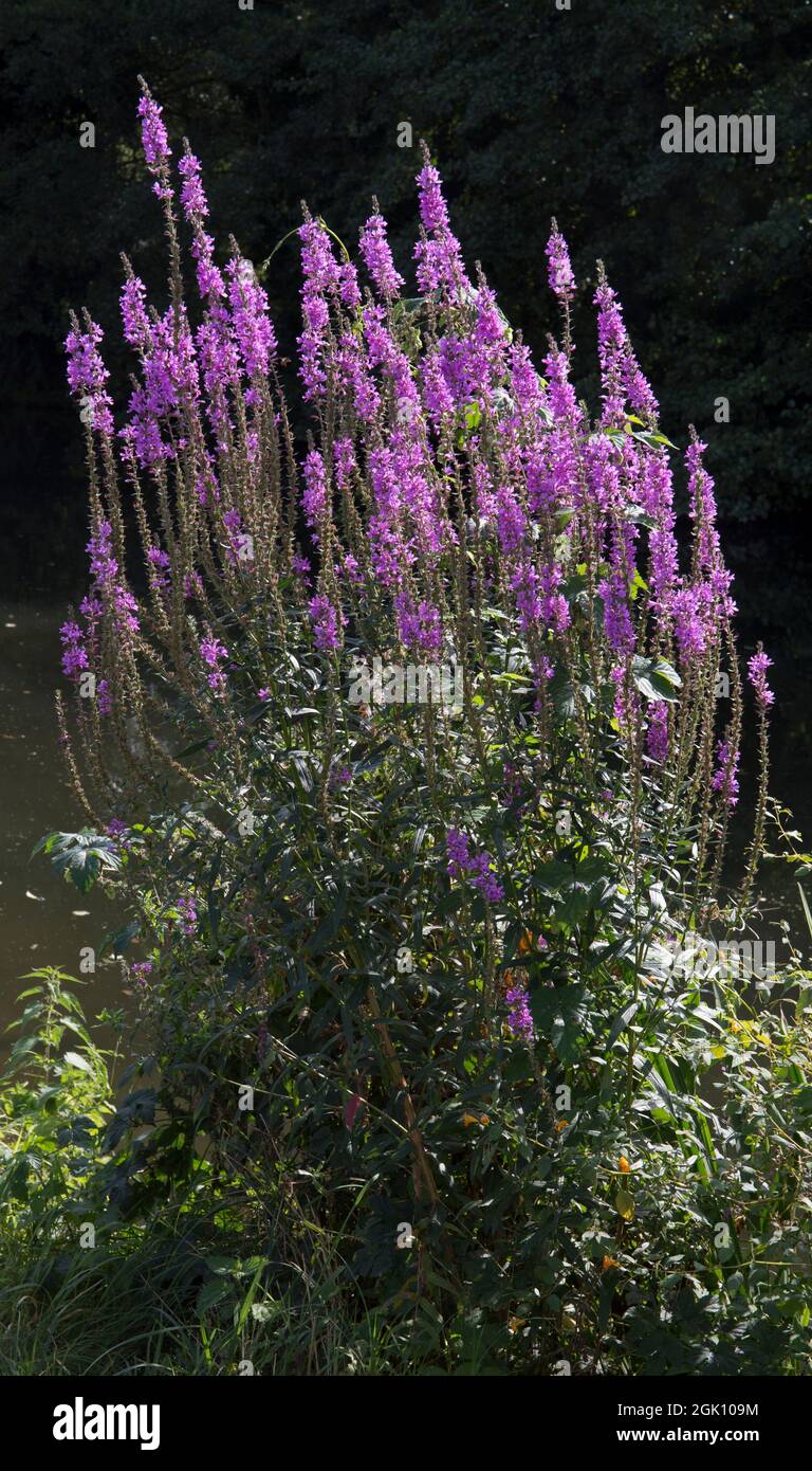 Common Toadflax River Stort Harlow Essex Stock Photo