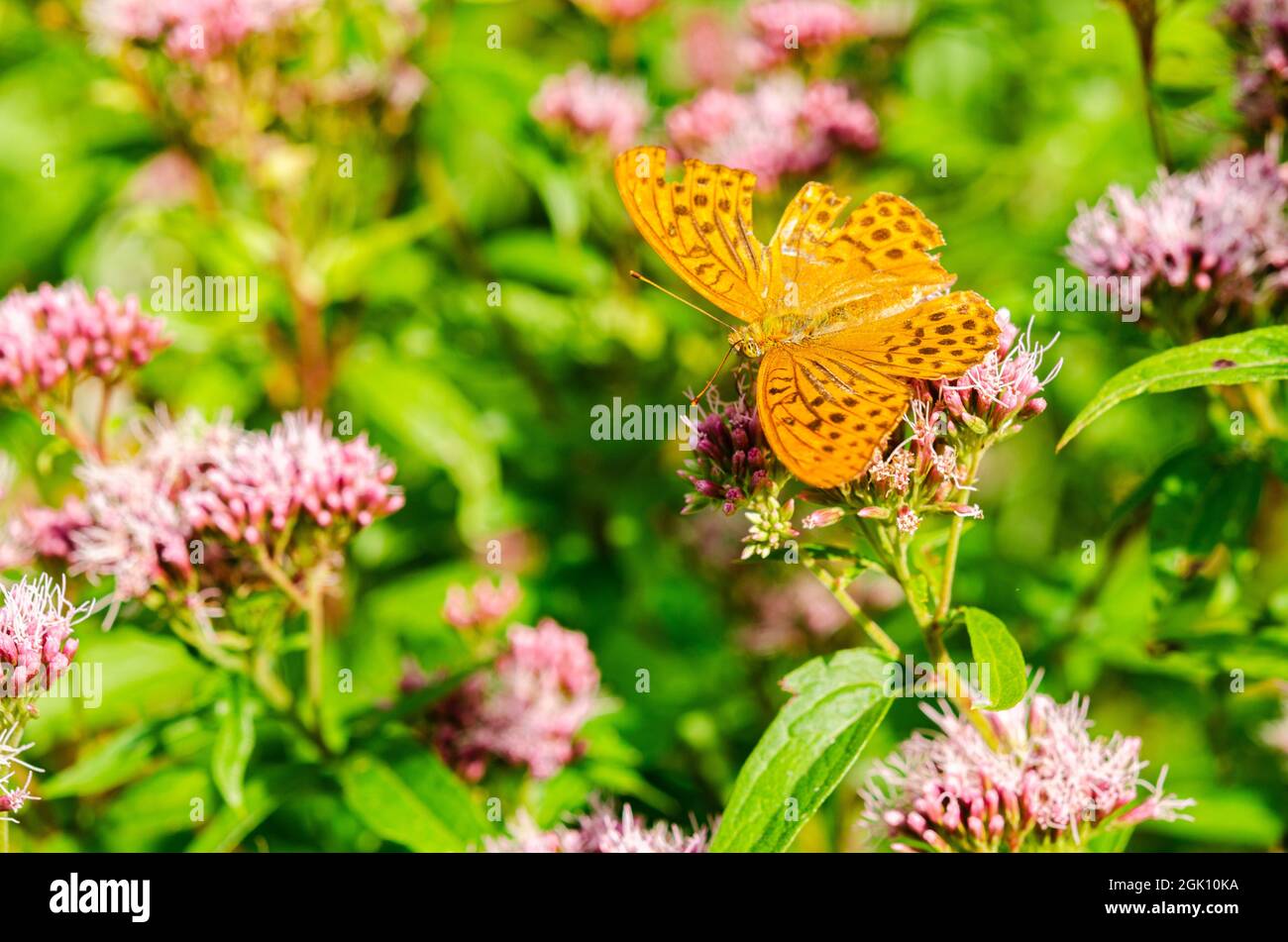 The bright orange butterfly  pollinate flower. The silver-washed fritillary butterfly is deep orange with black spots on the upperside of its wings. Stock Photo