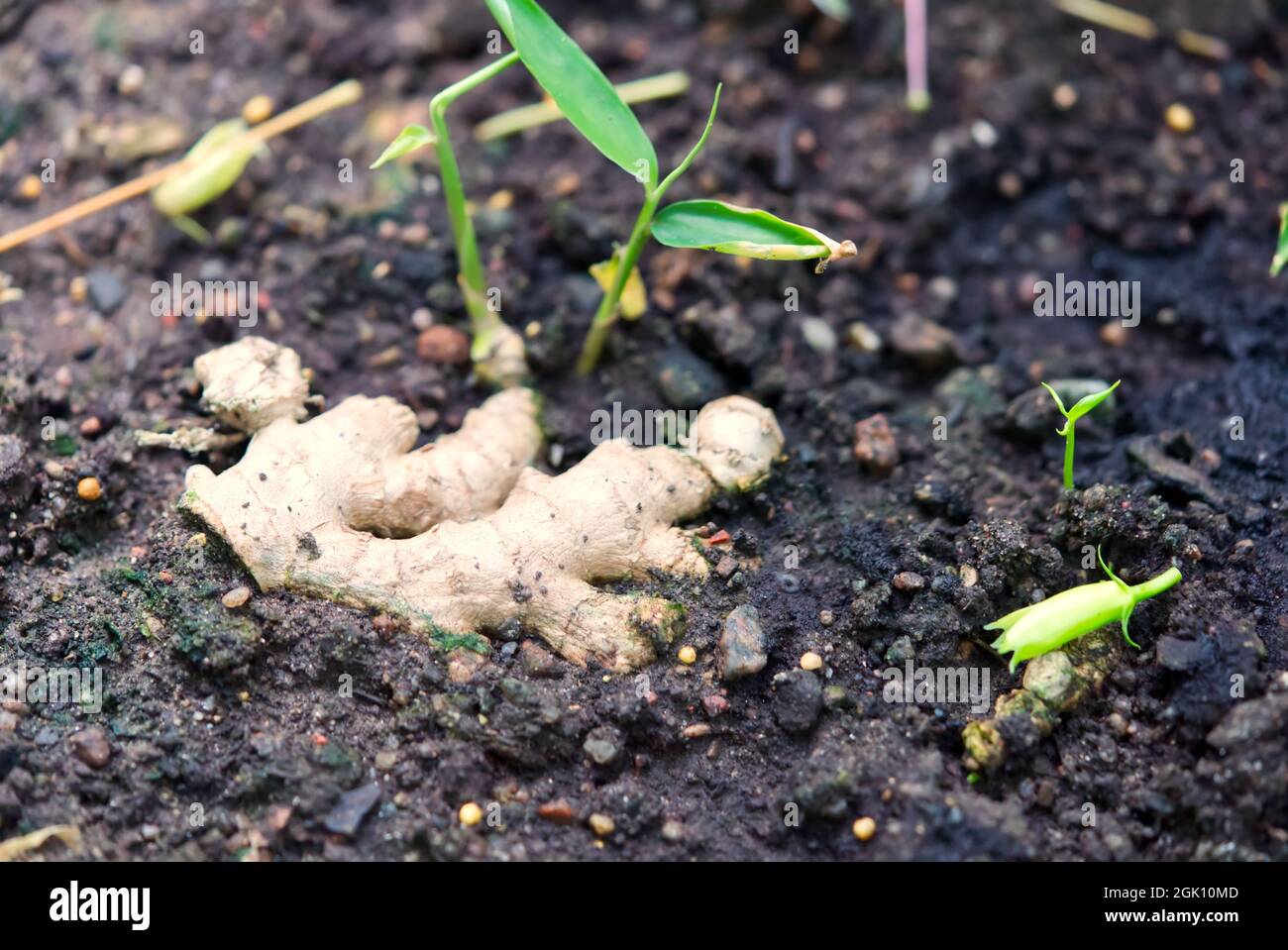 Young ginger plant growing in soil Stock Photo Alamy