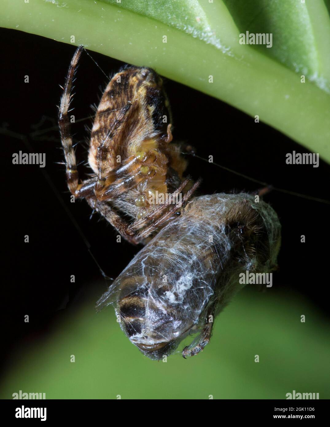 Garden Spider and Prey Stock Photo
