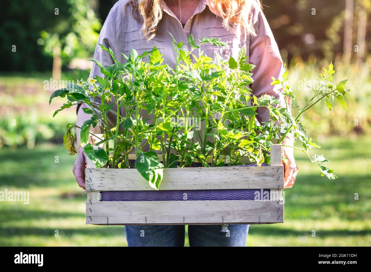 Woman gardener holding tomato seedling in crate ready for planting in organic garden. Planting and gardening in spring Stock Photo