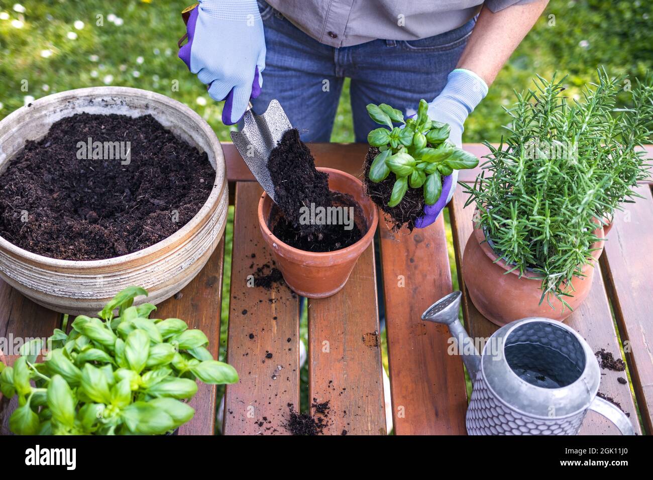 Planting basil herb into flowerpot on table in garden. Woman with
