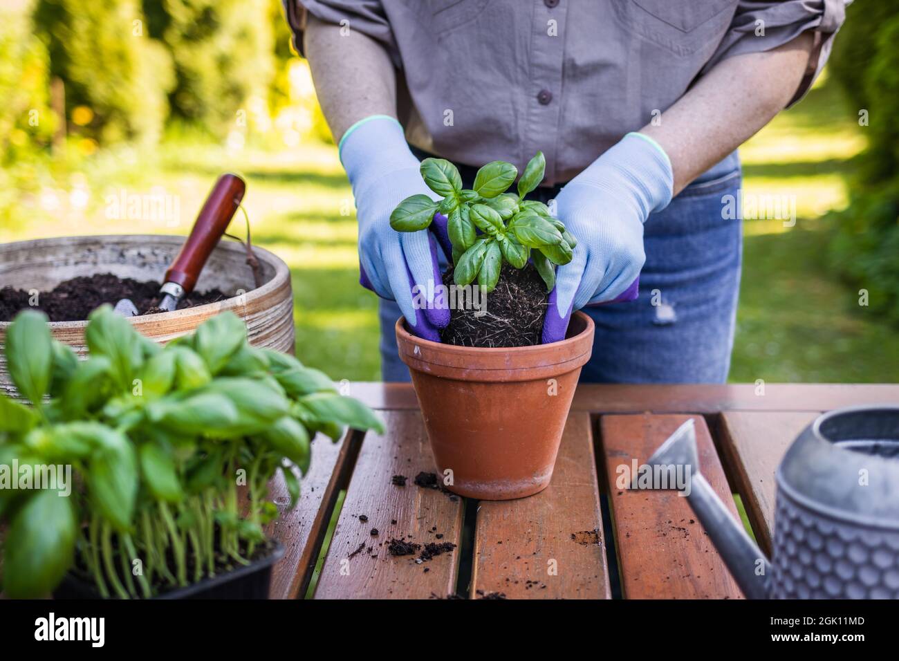 Woman with gardening glove planting basil herb into flower pot on table in garden Stock Photo