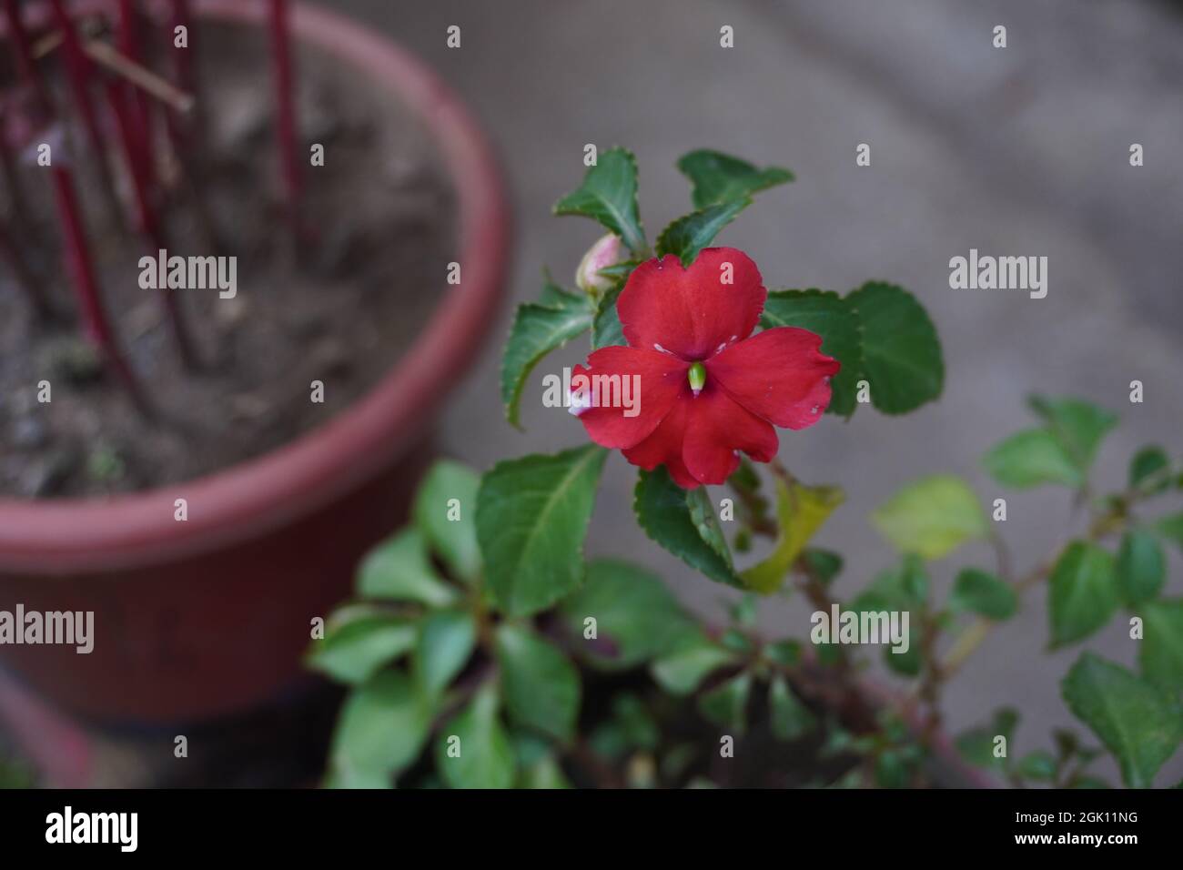 A closeup of a potted red Impatiens walleriana flower in a garden with a blurry background Stock Photo