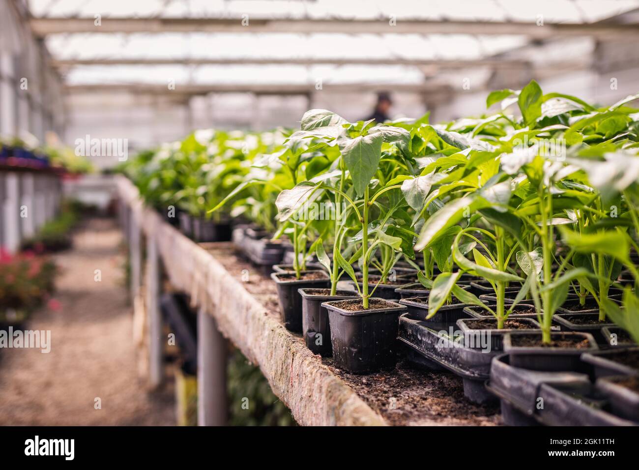 Seedling in greenhouse. Peppers plant in flower pots. Plant nursery Stock Photo