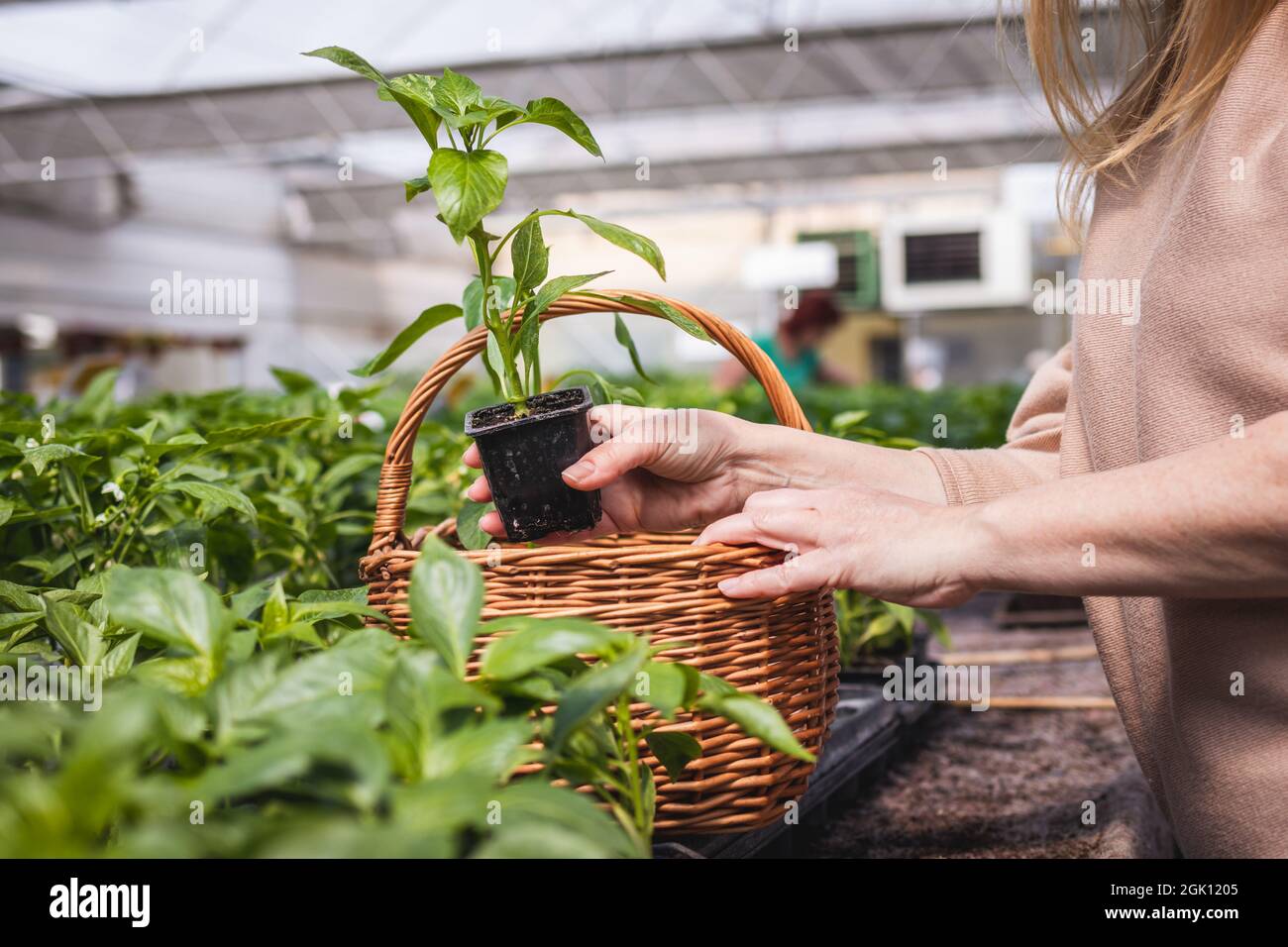 Woman shopping peppers seedling at plant nursery. Customer choosing and buying vegetable plants from organic farm greenhouse Stock Photo