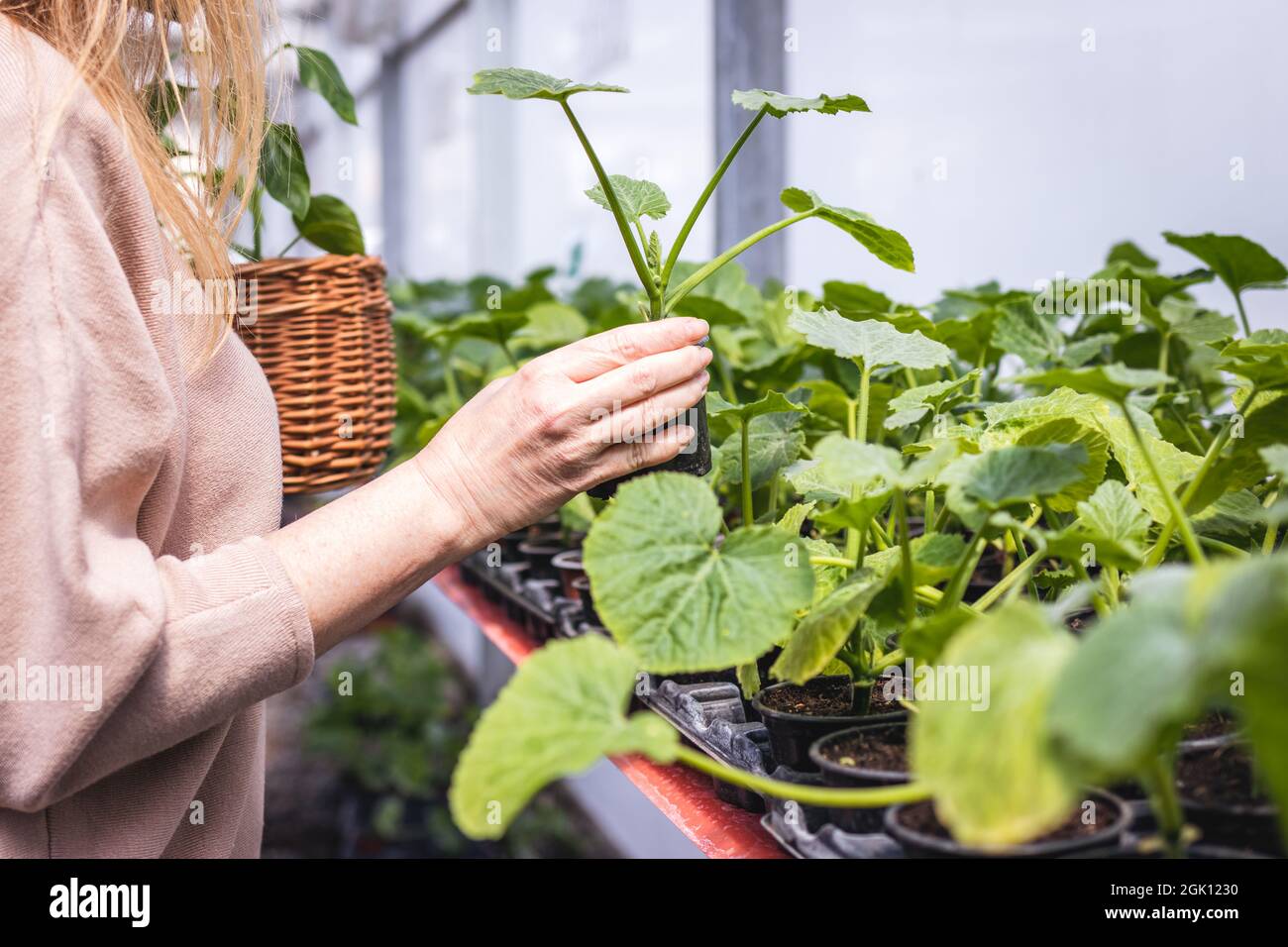 Woman shopping zucchini seedling at plant nursery. Customer choosing and buying vegetable plants from organic farm greenhouse Stock Photo