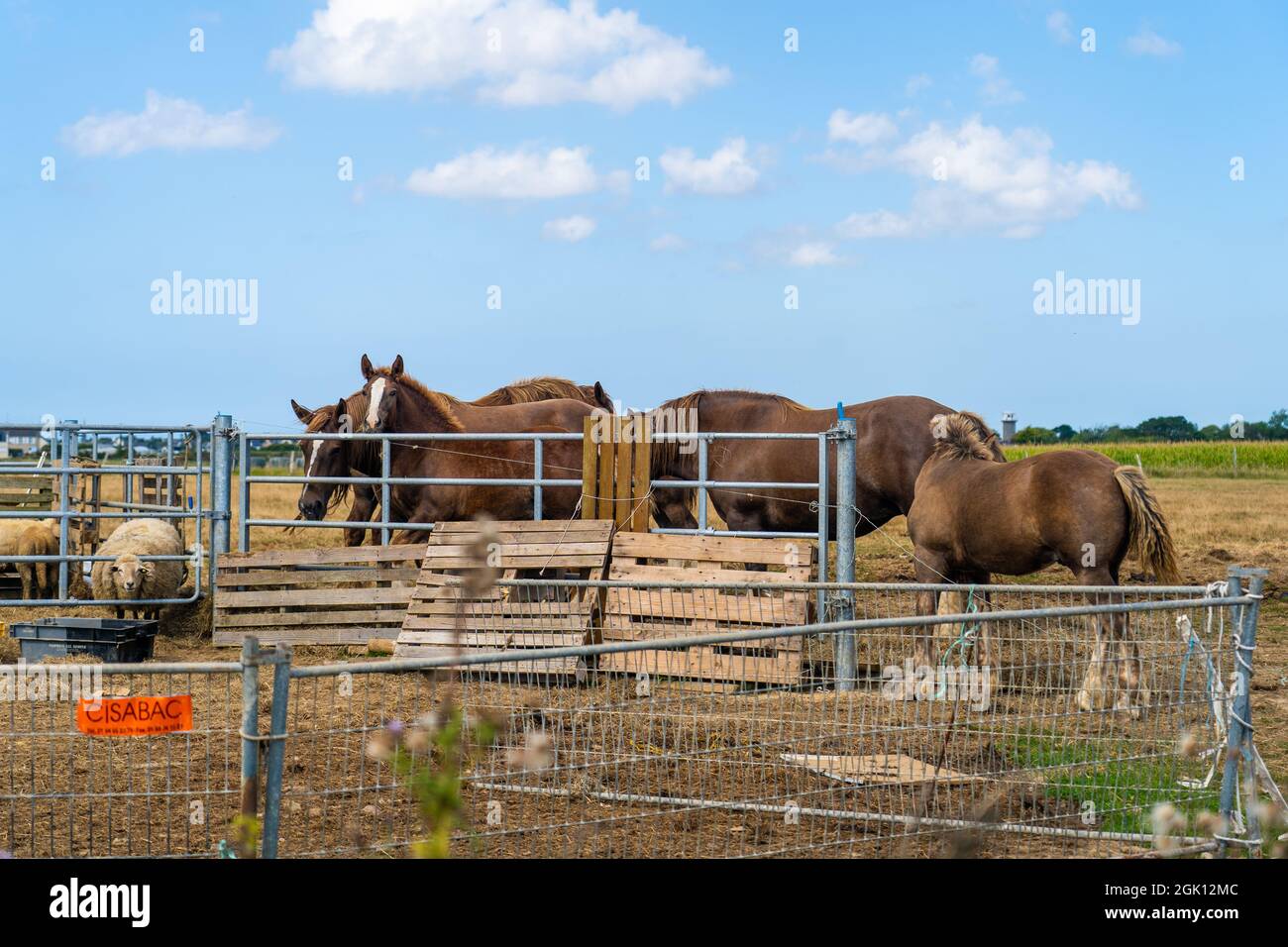 A group of beautiful farm horses graze in meadow. Ranch in France Brittany region. Farming industrial horse breeding and production in Bretagne. Horse Stock Photo