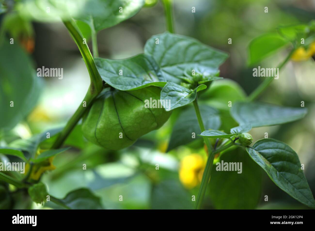 Mexican Husk Tomato or Tomatillo / Physalis philadelphica Stock Photo