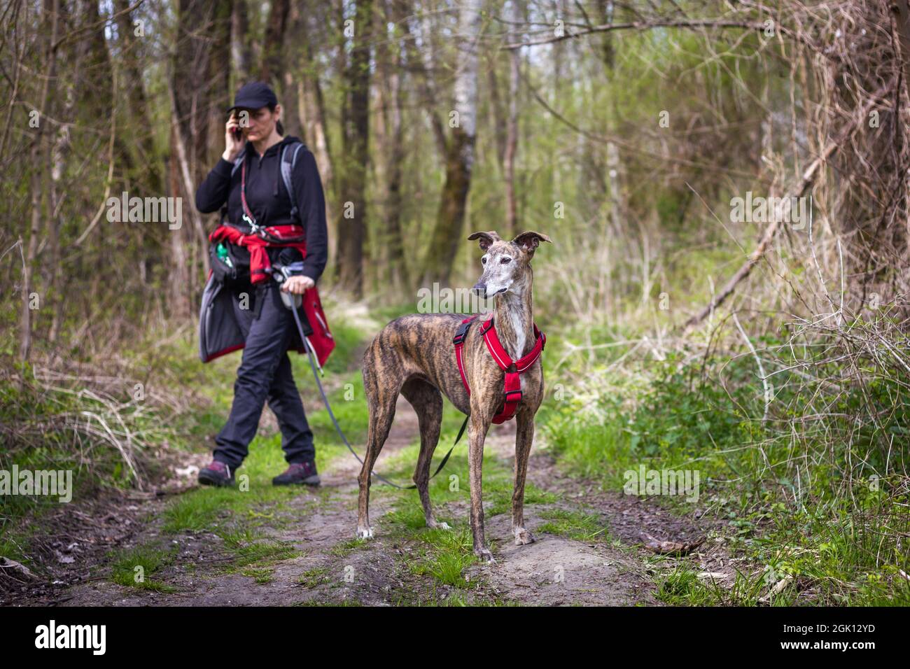 Woman hiking with her Spanish galgo in forest. Active lifestyle outdoors. Female tourist and greyhound dog Stock Photo