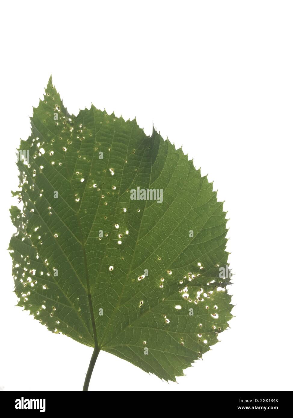 One linden tree green leaf Stock Photo