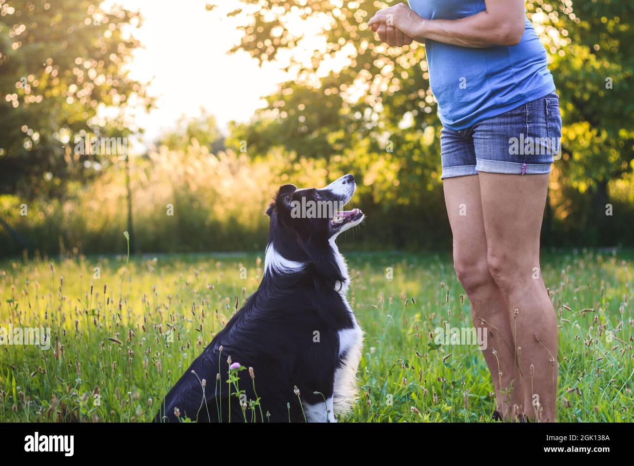 Border collie waiting for pet treat after obedience training. Woman learning her dog command to