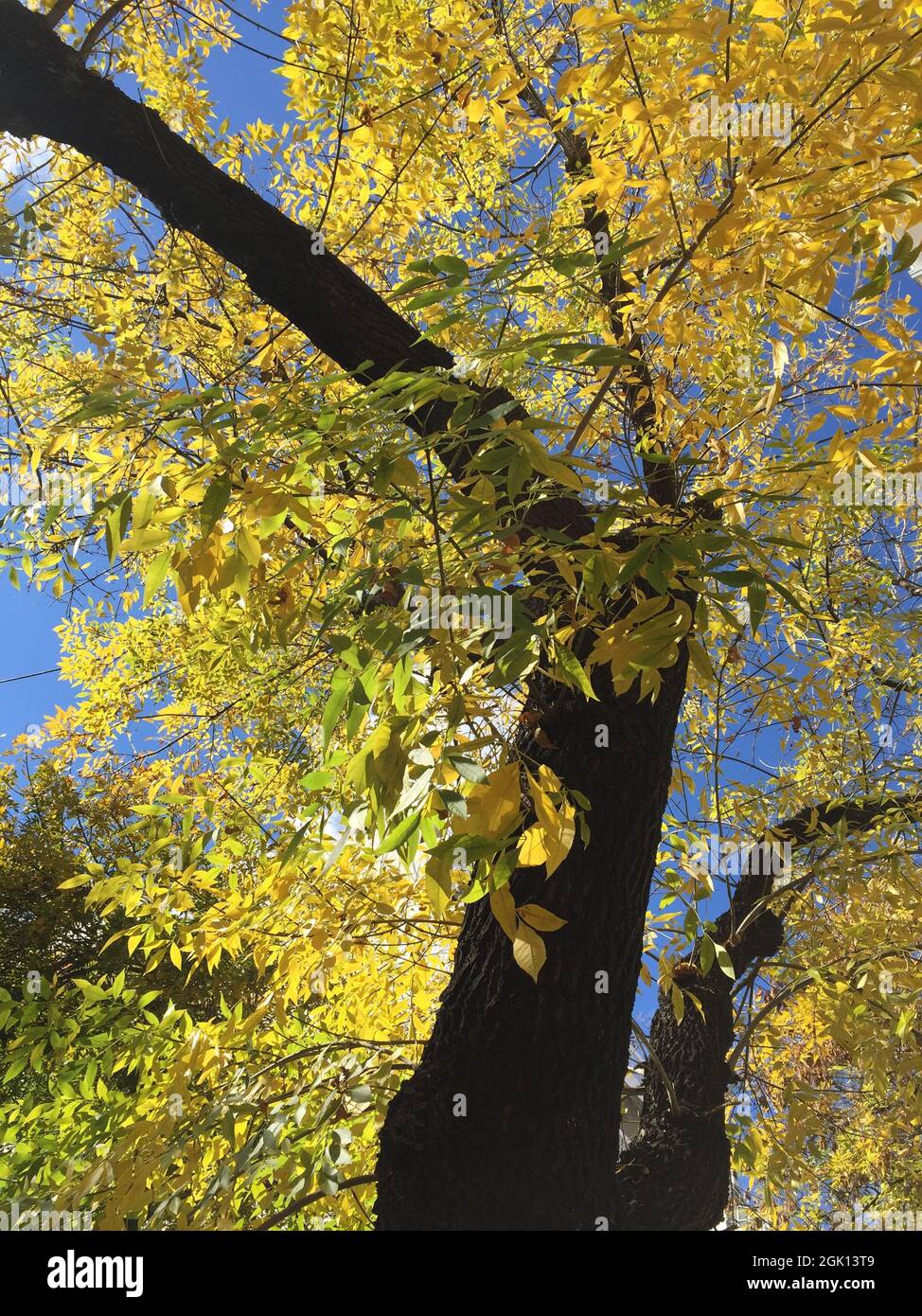yellow leaves of a tree in autumn Stock Photo - Alamy