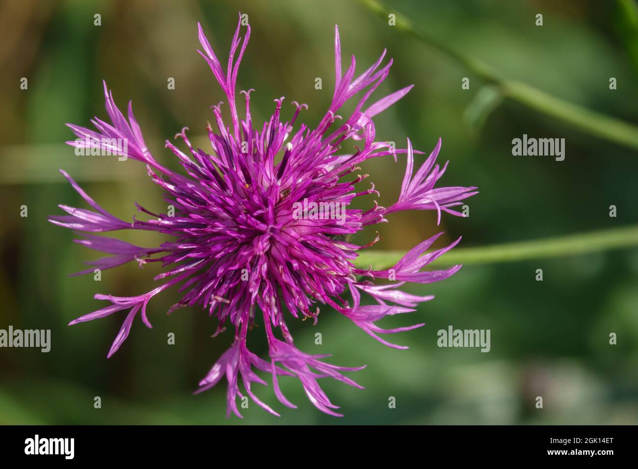 Black knapweed uk hi-res stock photography and images - Alamy
