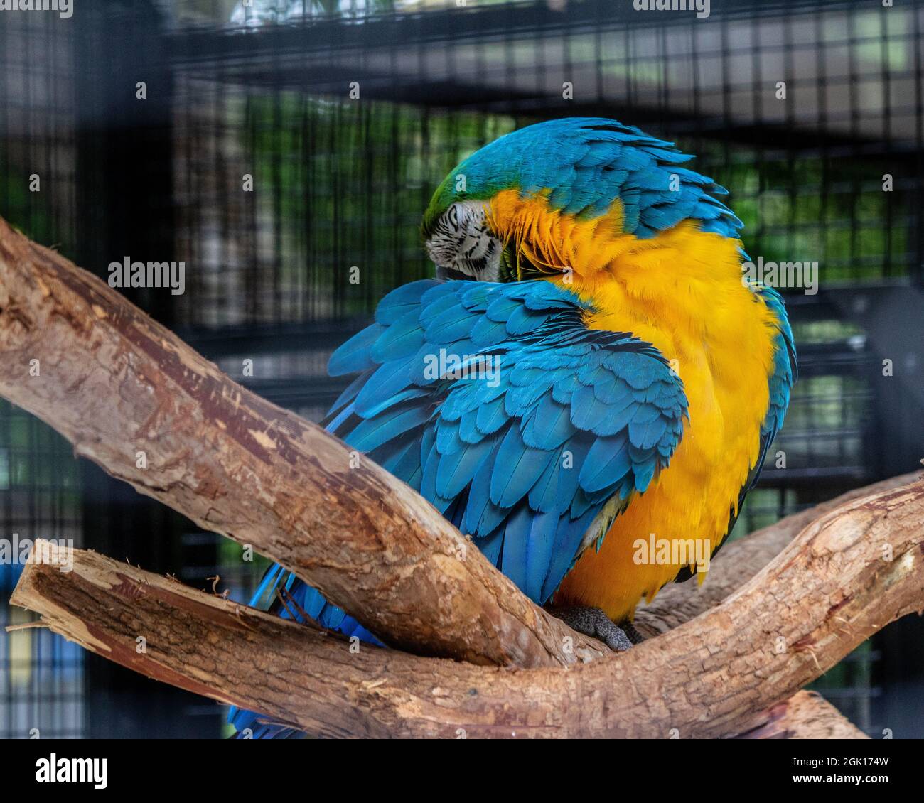 This is an image of a stunning bird who lives at the Flamingo Gardens in Florida. Stock Photo
