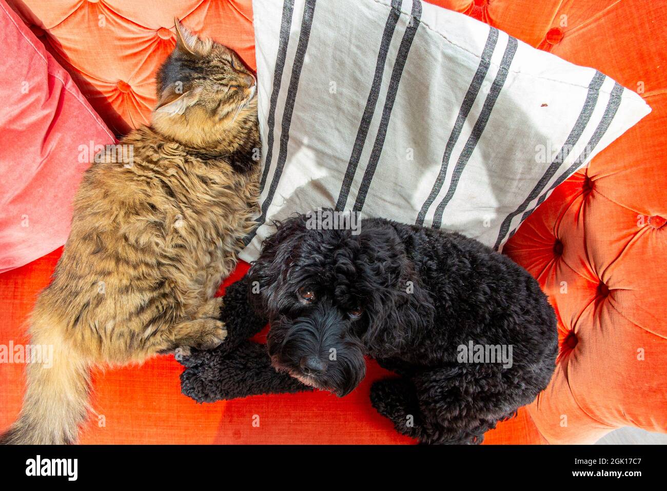 A black cockapoo dog and a Munchkin rarebreed at relaxing on a bright orange sofa together Stock Photo