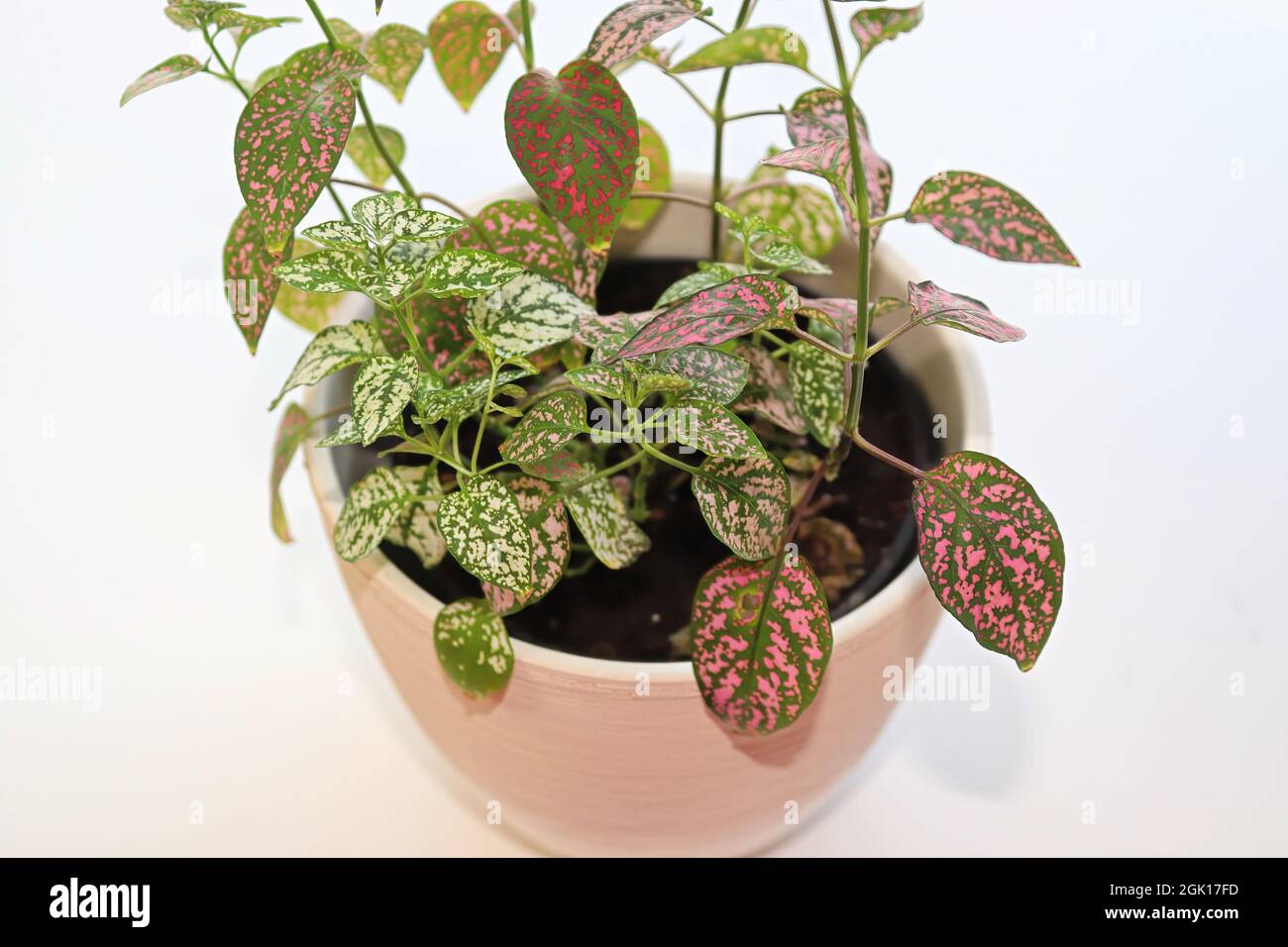 A multicolored polka dot plant in a white pot on a table Stock Photo