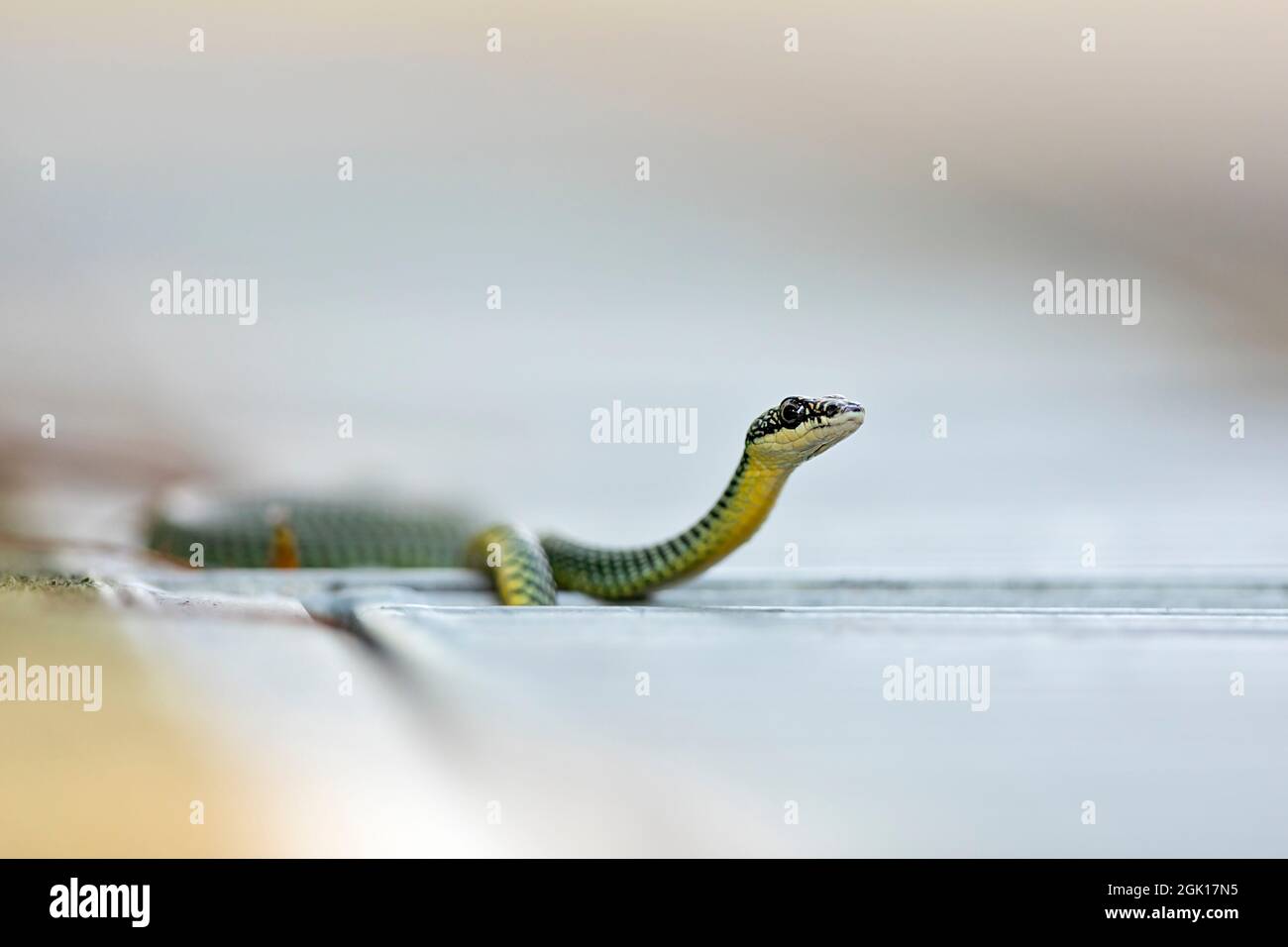 Paradise Flying Tree Snake exploring a drain along a path in a park, Singapore. Stock Photo