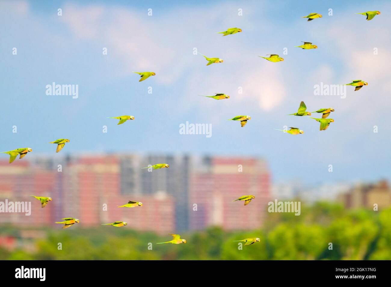 Red-breasted Parakeet flock in flight over the urban landscape of Singapore. Stock Photo