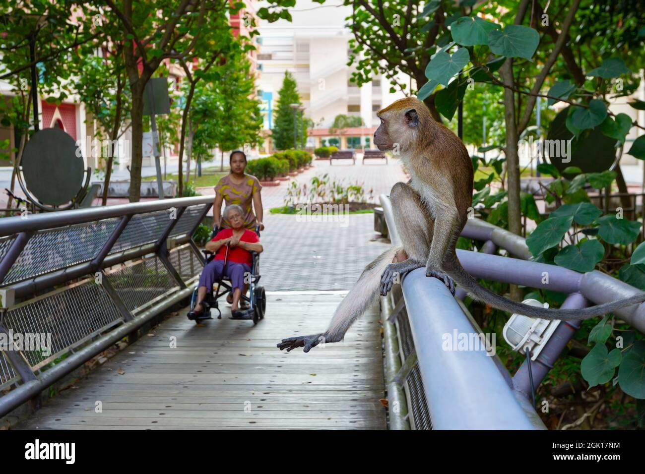 Juvenile male Long-tailed Macaque resting on a footbridge as an elderly lady in a wheelchair watches from a safe distance, Singapore. Stock Photo