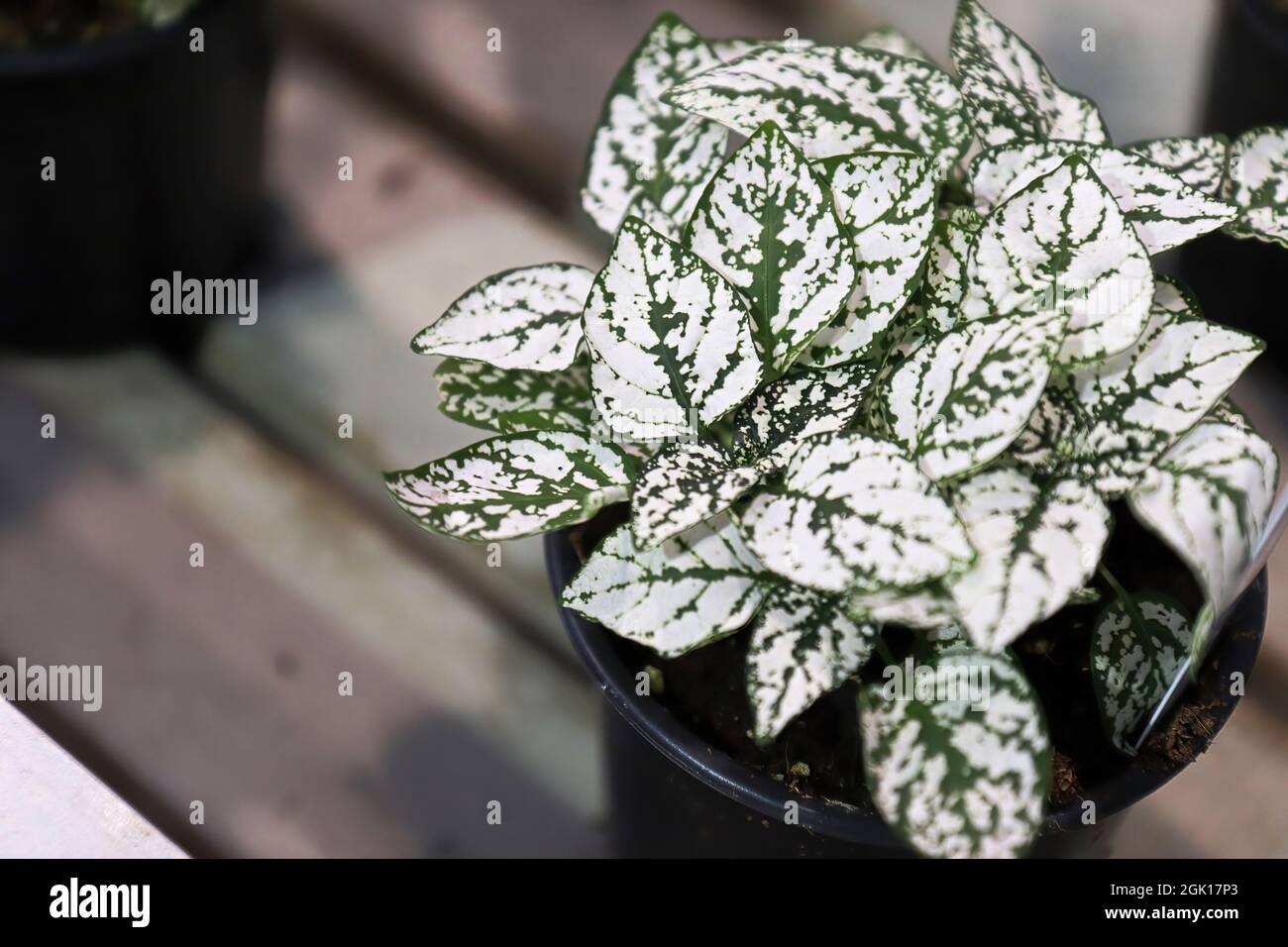 White leaves on a potted polka dot plant Stock Photo