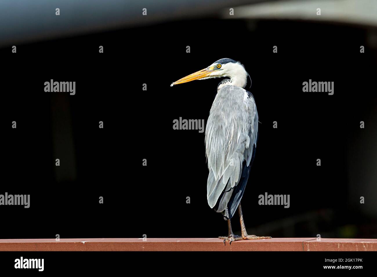 Grey heron resting on a railing next to a bridge carrying a busy expressway Stock Photo