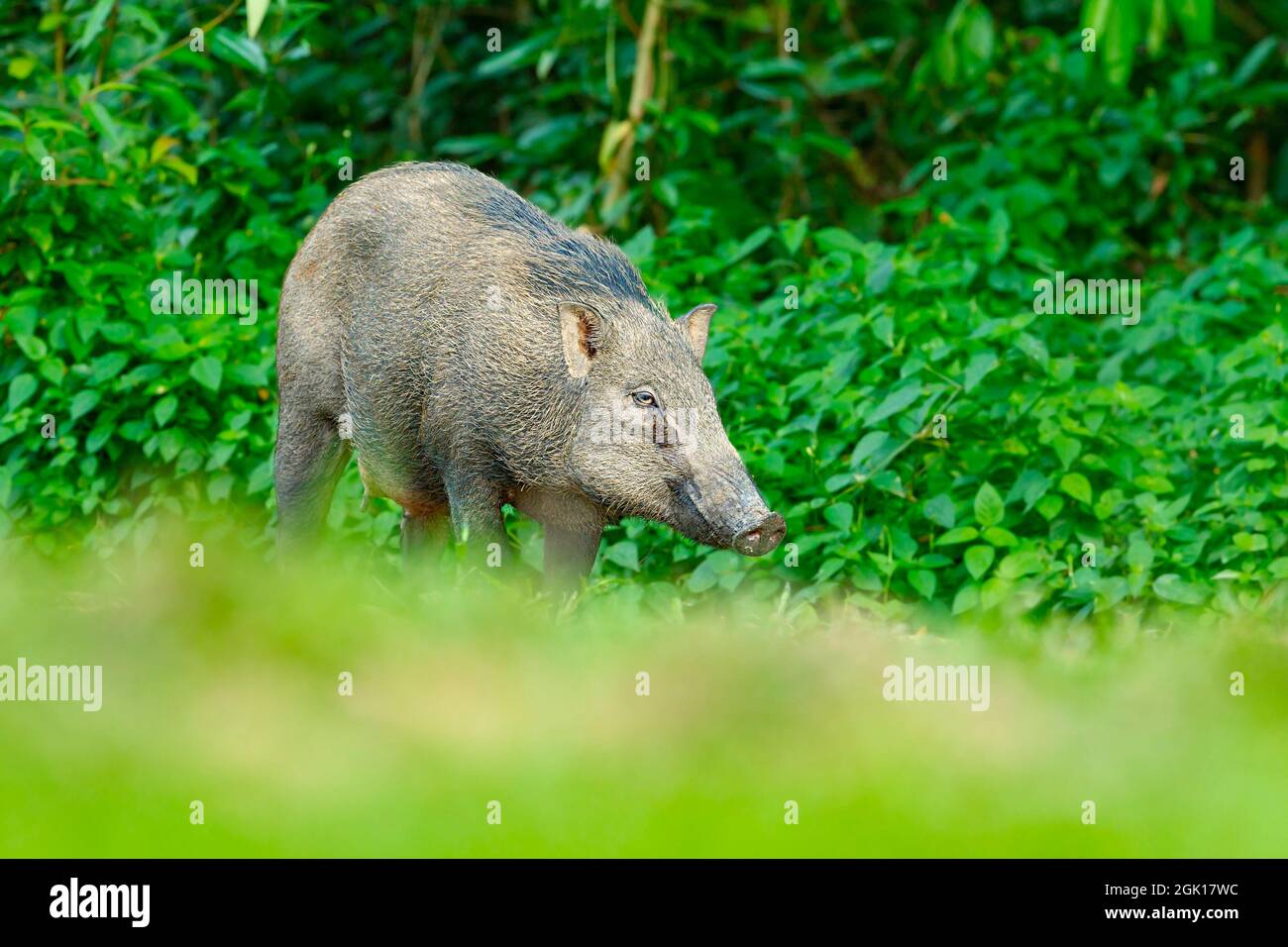 A female Wild Boar ventures out of the tree cover in a park, Singapore. Stock Photo