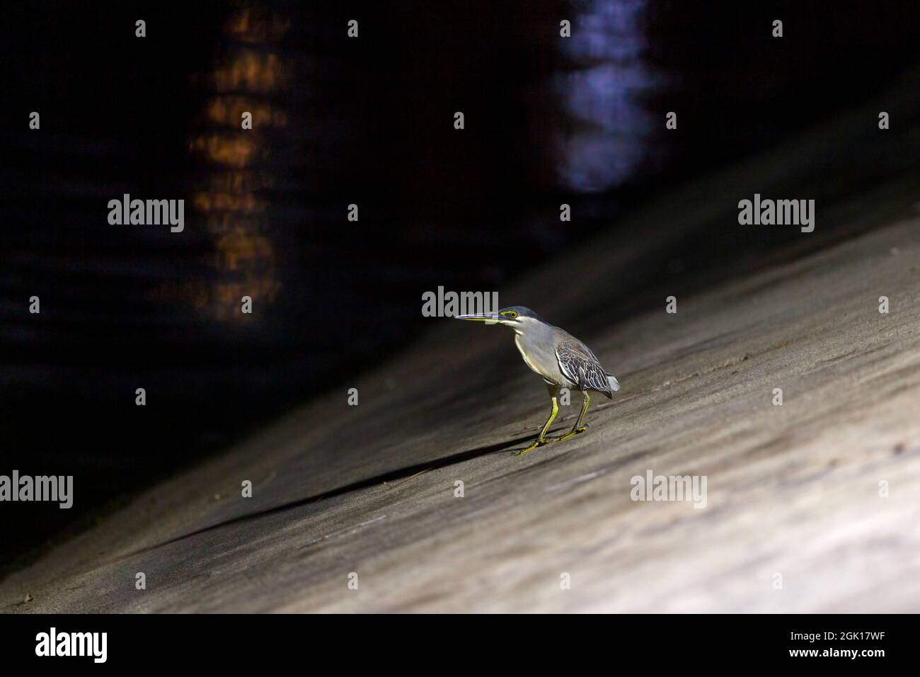 Striated Heron fishing at night on urban river, Singapore. Stock Photo