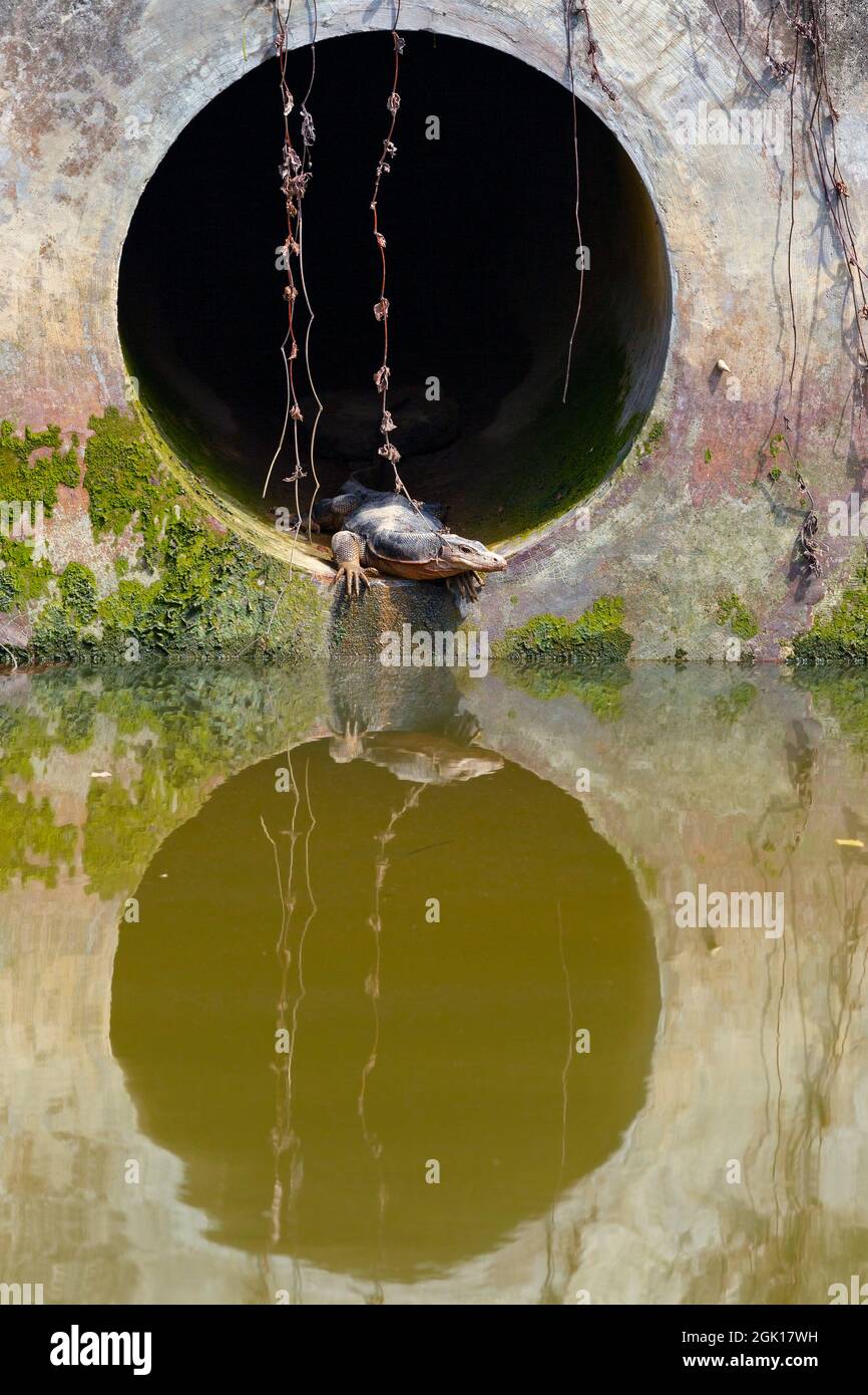 Malayan Water Monitor lizard in an urban river drain, Singapore Stock